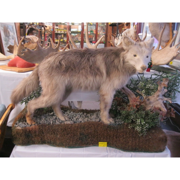 LIFESIZE COYOTE MOUNT ON STAND