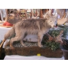Image 1 : LIFESIZE COYOTE MOUNT ON STAND