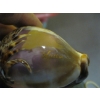 Image 2 : CAMEO SHELL, CARVED & 2 CARVED SMALLER SHELLS