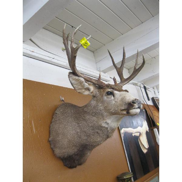 LG. MOUNTED MULE DEER