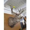 Image 1 : LG. MOUNTED MULE DEER