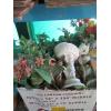 Image 4 : LOT OF MISC. - ARTIFICIAL FLOWERS & FRUIT, ETC.