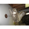 Image 2 : MOUNTED OWL - GREAT HORNED