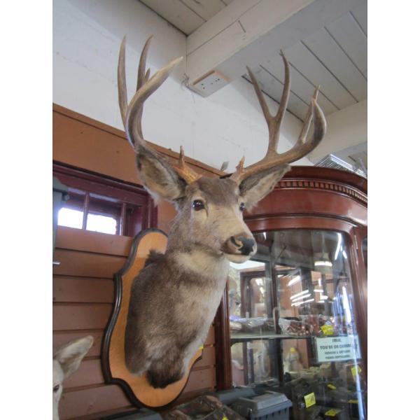 MOUNTED MULE DEER HEAD