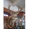 Image 1 : MOUNTED MULE DEER HEAD