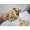Image 2 : BEAR SKULL W/LOWER JAW