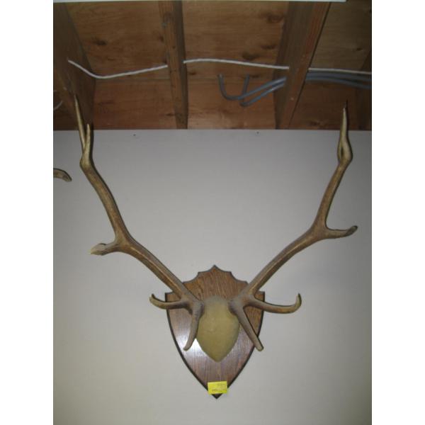 MOUNTED SET OF ELK ANTLERS