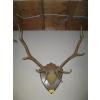 Image 1 : MOUNTED SET OF ELK ANTLERS