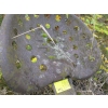 Image 3 : PULL BEHIND DISC