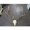 Image 2 : SET OF ELK HORNS