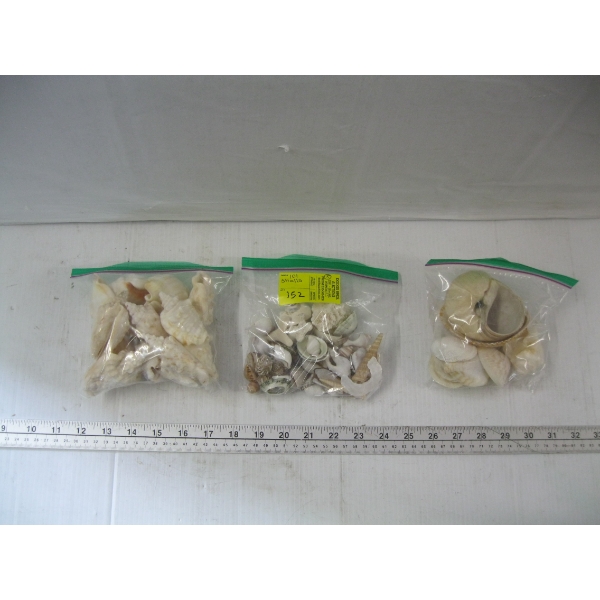3 BAGS OF SEASHELLS