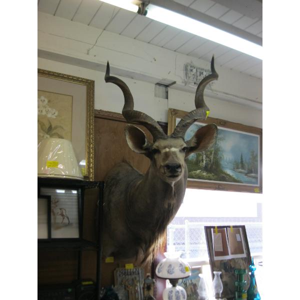 MOUNTED AFRICAN KUDU