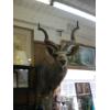 Image 1 : MOUNTED AFRICAN KUDU