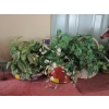 Image 1 : 3 ARTIFICIAL PLANTS IN BASKETS