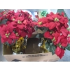 Image 3 : MISC. ARTIFICIAL PLANTS, CHRISTMAS DECORATIONS, ETC.