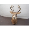 Image 2 : DEER HEAD W/ANTLERS
