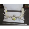 Image 1 : MOOSE HORNS