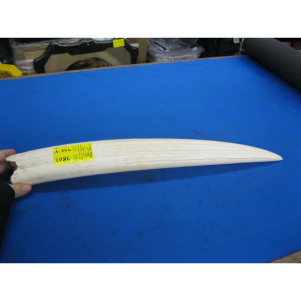 WALRUS TUSK
