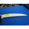 Image 1 : WALRUS TUSK
