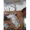 Image 2 : MOUNTED MULE DEER HEAD