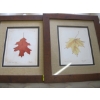 Image 1 : 2 PICTURES OF OAK LEAF & MAPLE LEAF