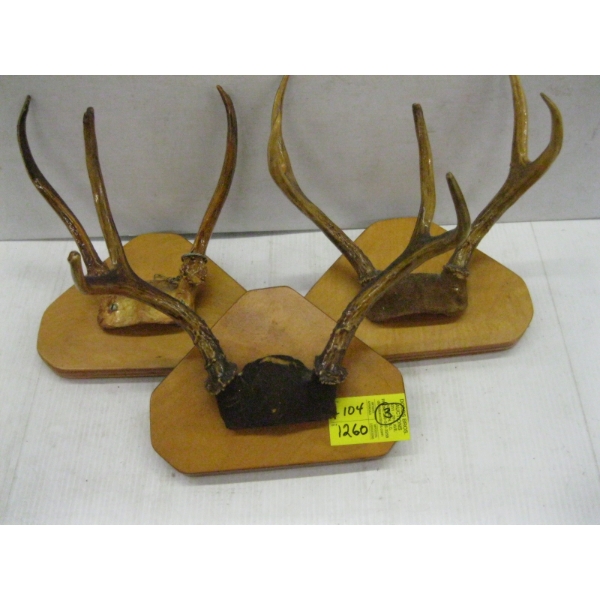 3 SETS OF SMALL ANTLERS