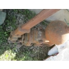Image 3 : HAND DRIVEN WATER PUMP