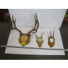 Image 1 : 3 SETS OF DEER HORNS ON PLAQUES