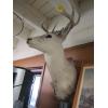 Image 2 : MOUNTED WHITETAIL DEER HEAD
