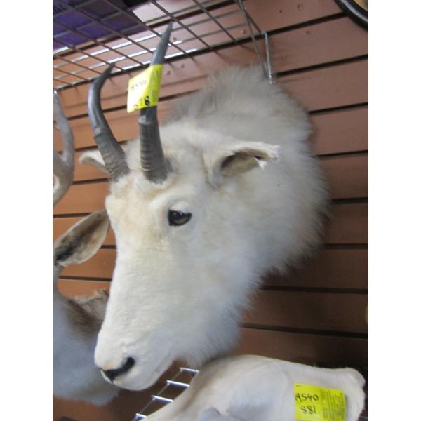 MOUNTED MOUNTAIN GOAT HEAD