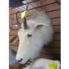 Image 1 : MOUNTED MOUNTAIN GOAT HEAD