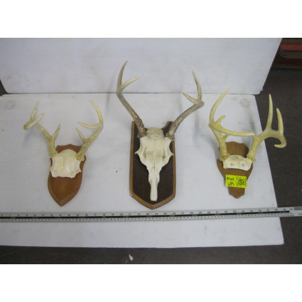 3 SETS OF DEER HORNS ON PLAQUES