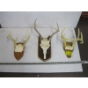 Image 1 : 3 SETS OF DEER HORNS ON PLAQUES