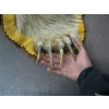 Image 3 : TANNED GRIZZLY HIDE WITH HEAD MOUNT