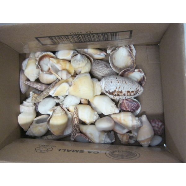 BOX OF SEASHELLS