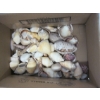 Image 1 : BOX OF SEASHELLS