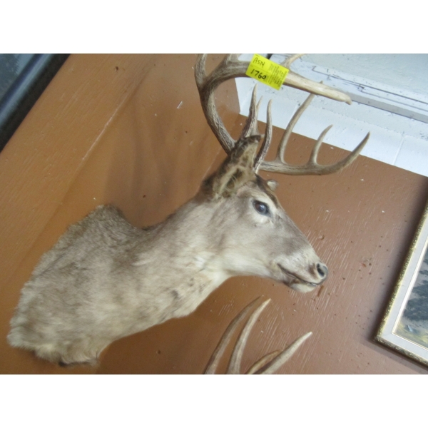 DEER HEAD W/ANTLERS