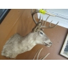 Image 1 : DEER HEAD W/ANTLERS