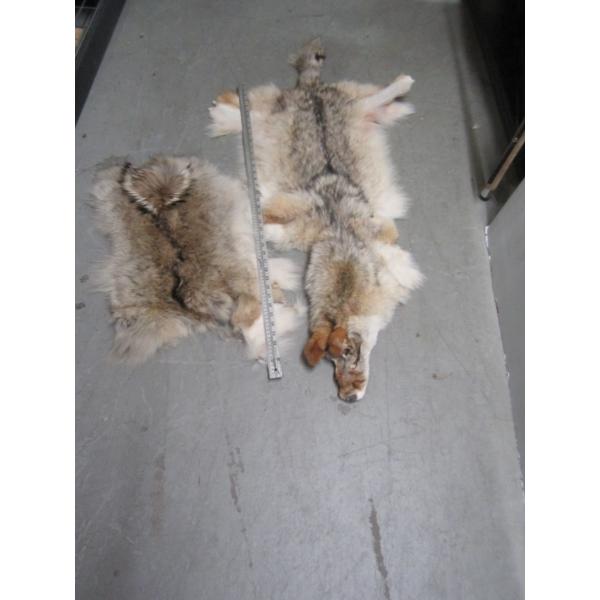 2 TANNED COYOTE HIDES