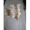 Image 1 : 2 TANNED COYOTE HIDES