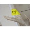 Image 3 : MOUNTED WHITETAIL DEER HEAD