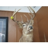 Image 2 : DEER HEAD W/ANTLERS