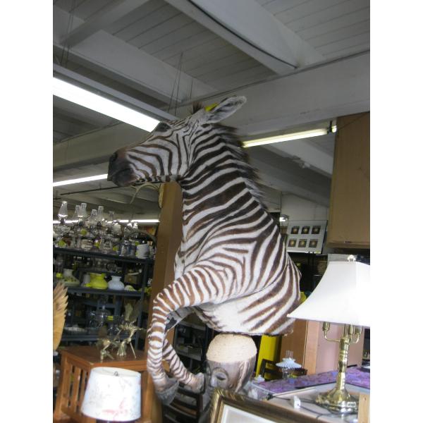 MOUNTED ZEBRA ON CARVED STAND