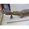 Image 2 : MOUNTED CAYMEN ALLIGATOR
