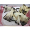 Image 3 : 3 SM. CONTAINERS OF CATS, ROOSTERS & BIRDS