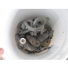 Image 1 : BUCKET W/MISC. CLEVICES, ETC.