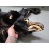 Image 3 : TANNED BLACK BEAR HIDE
