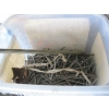 Image 6 : MISC. SCREWS, NUTS, BOLTS, ETC.