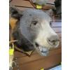 Image 2 : MOUNTED BLACK BEAR HEAD