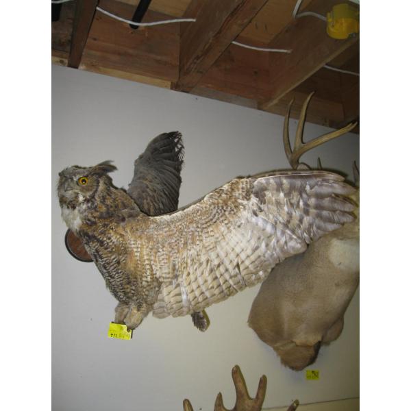 MOUNTED OWL - GREAT HORNED